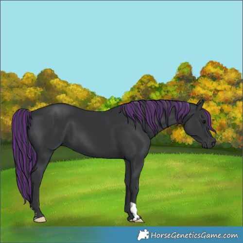 Horse Color:Painted Black 