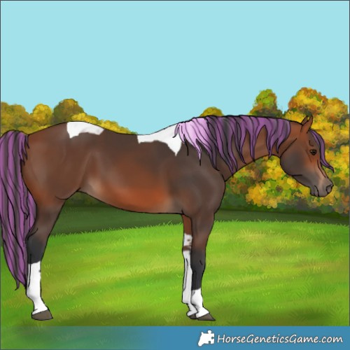 Horse Color:Painted Bay Tobiano