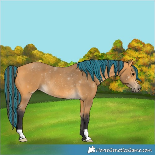 Horse Color:Painted Buckskin Rabicano 