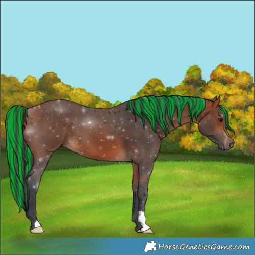 Horse Color:Painted Bay