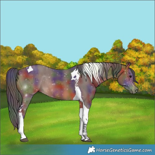 Horse Color:Nacre Bay Tobiano