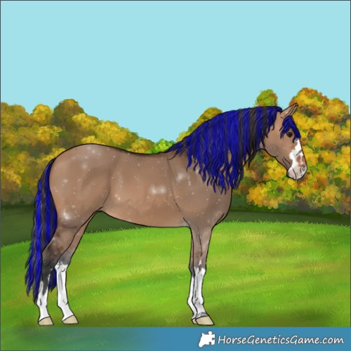 Horse Color:Painted Bay Dun