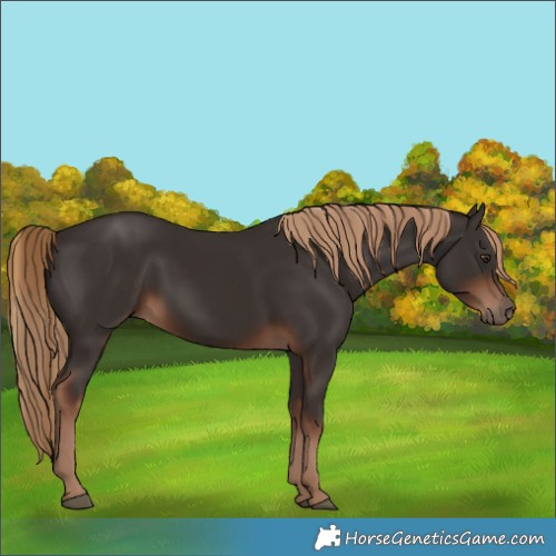 Horse Color:Liver Chestnut 