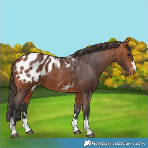 Horse Color:Bay Appaloosa