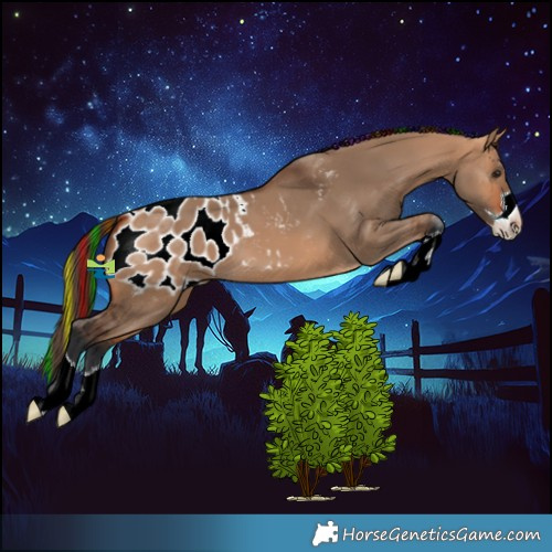 Horse Color:Painted Bay Dun Blanket