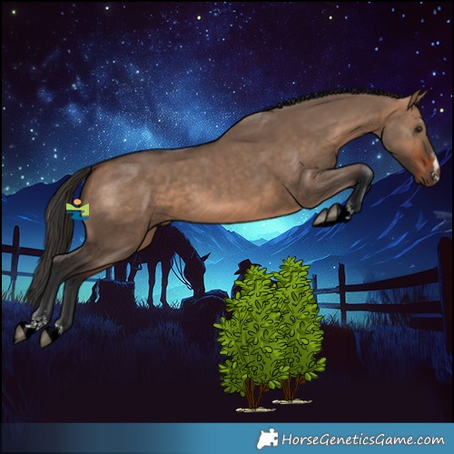Horse Color:Bay Dun 