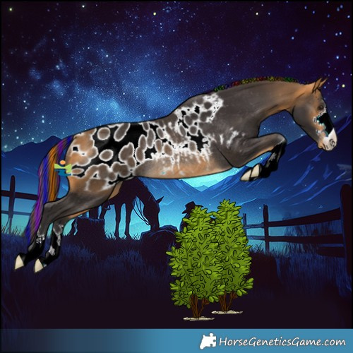 Horse Color:Painted Buckskin Blanket Rabicano