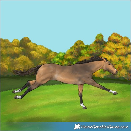 Horse Color:Buckskin Rabicano 