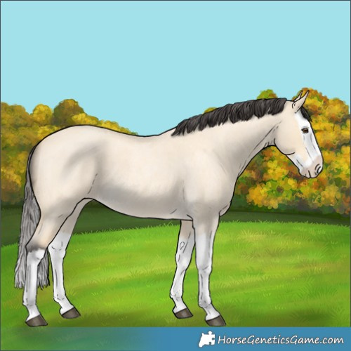 Horse Color:Buckskin Roan Dun Splash 