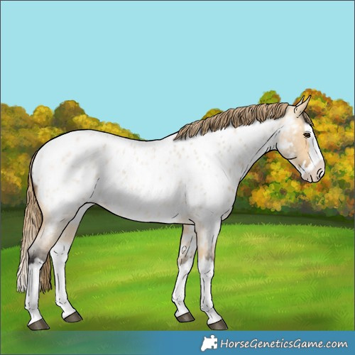 Horse Color:Buckskin Roan Dun Splash Appaloosa 