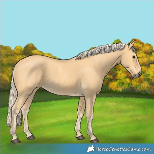 Horse Color:Palomino 