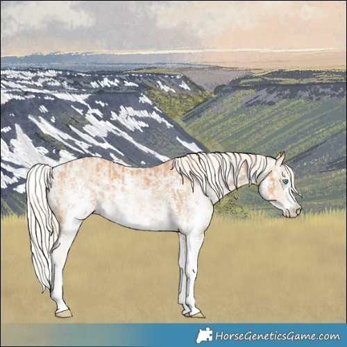 Horse Color:Cremello Sabino and Gray Cremello Sabino