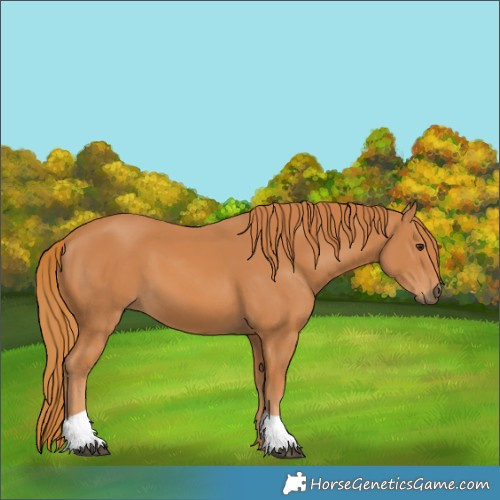 Horse Color:Chestnut 