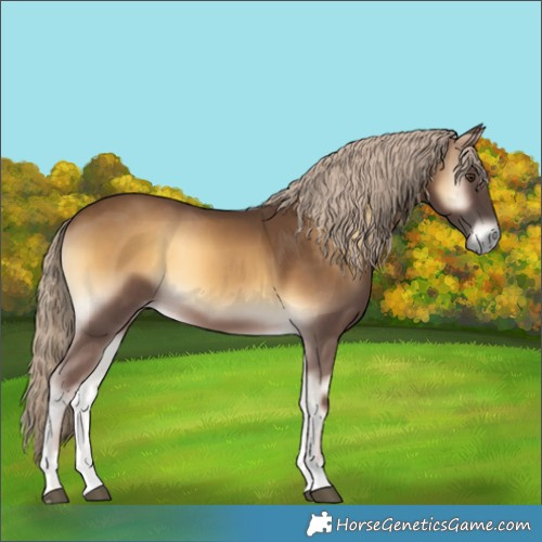 Horse Color:Chocolate Palomino Onyx 