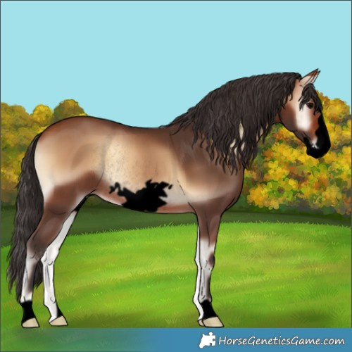 Horse Color:Void Bay Onyx Frame Rabicano 