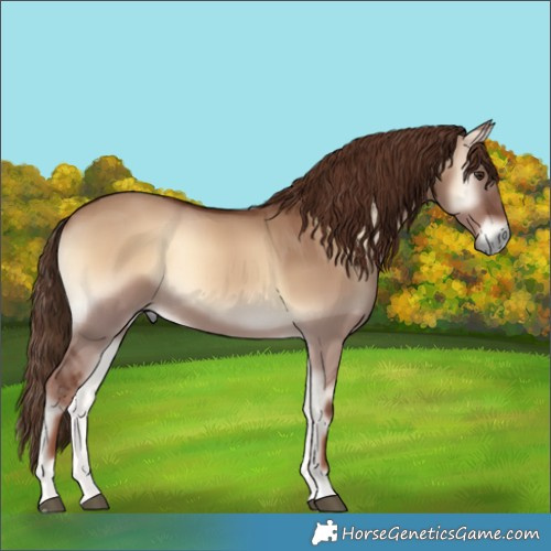 Horse Color:Red Dun Onyx 