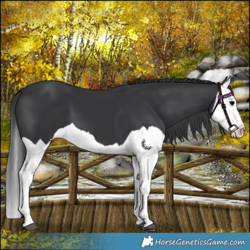 Horse Color:Black Splash 