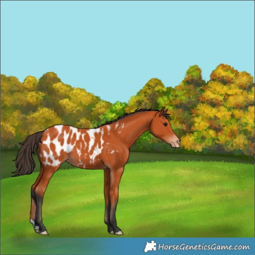 Horse Color:Bay Appaloosa 