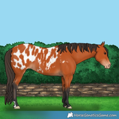 Horse Color:Bay Near Leopard