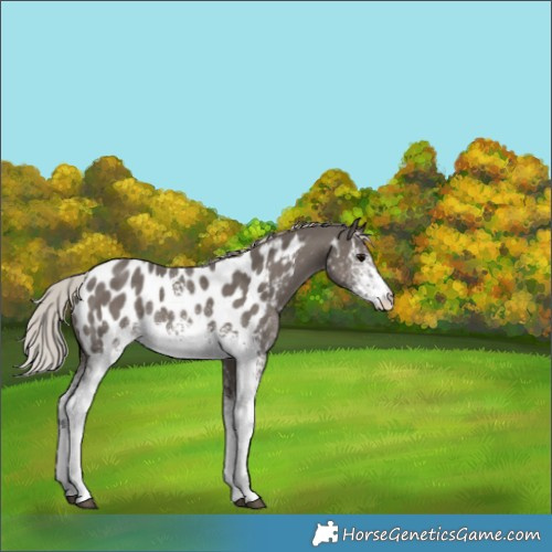 Horse Color:White Spotted Silver Black Appaloosa Rabicano 