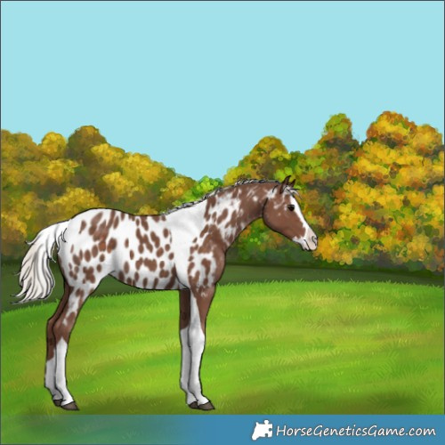 Horse Color:Silver Black Splash Tobiano Appaloosa 