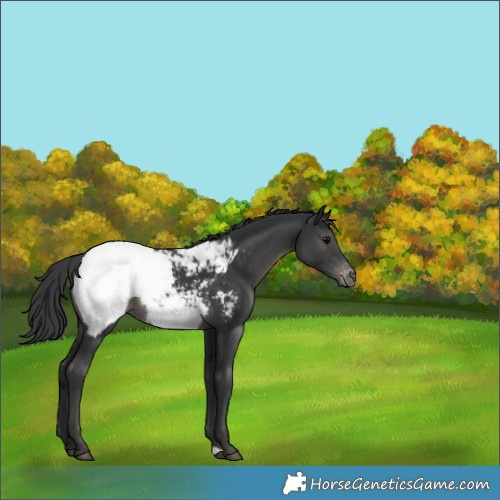 Horse Color:Black Appaloosa 