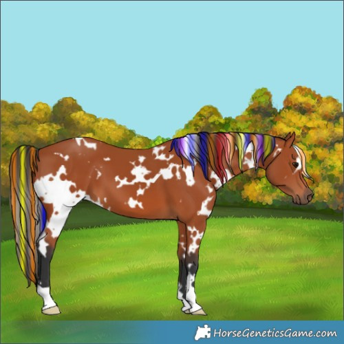 Horse Color:Painted White Spotted Bay 