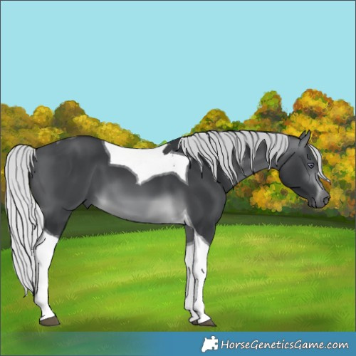 Horse Color:Silver Brown Chinchilla Tobiano
