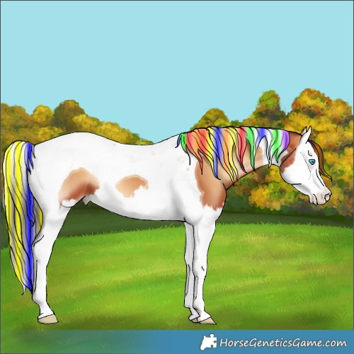 Horse Color:Painted Bay Onyx Splash Tobiano