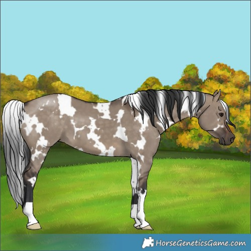 Horse Color:White Spotted Brown Dun 