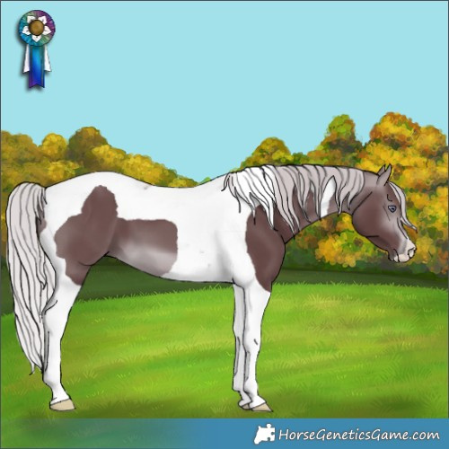Horse Color:Chocolate Silver Brown Chinchilla Tobiano 