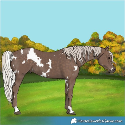 Horse Color:White Spotted Silver Black 