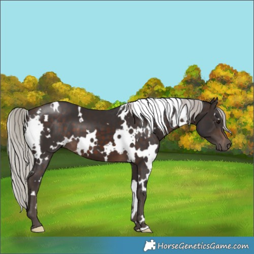 Horse Color:White Spotted Silver Brown 