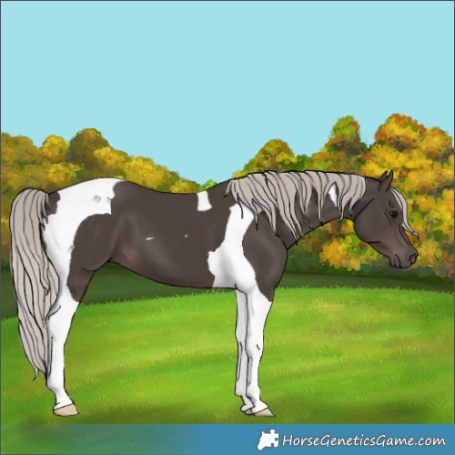 Horse Color:Silver Black Tobiano