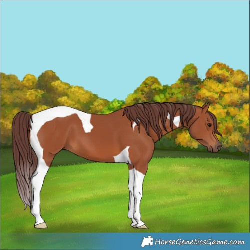 Horse Color:Chocolate Bay Tobiano 