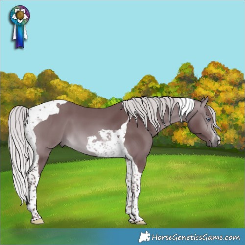 Horse Color:Chocolate Silver Brown Chinchilla Tobiano