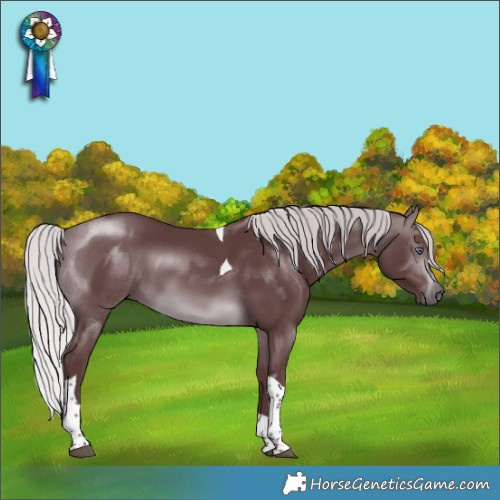Horse Color:Chocolate Silver Brown Chinchilla Tobiano 