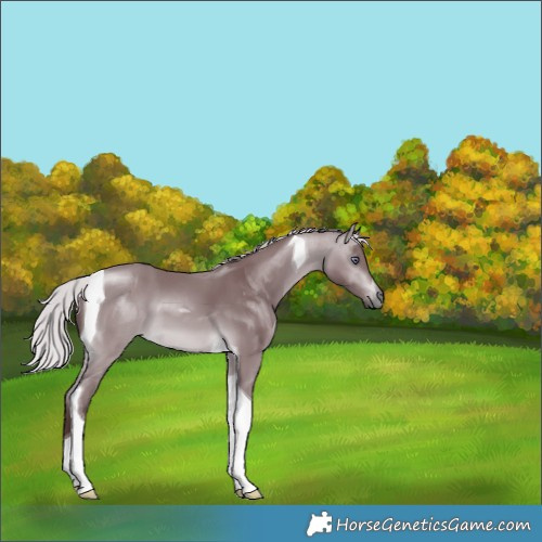 Horse Color:Chocolate Silver Bay Chinchilla Tobiano 