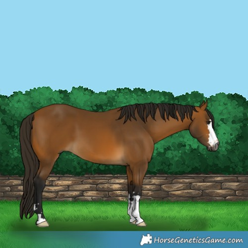 Horse Color:Gray Buckskin