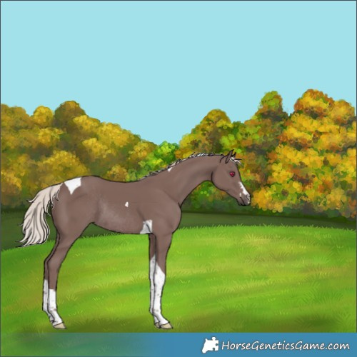 Horse Color:Chocolate Silver Black Tobiano Rabicano 