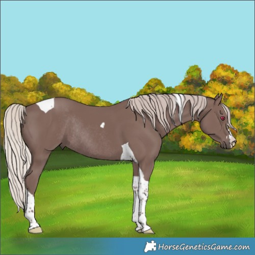 Horse Color:Chocolate Silver Black Tobiano Rabicano