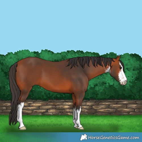 Horse Color:White Spotted Bay 