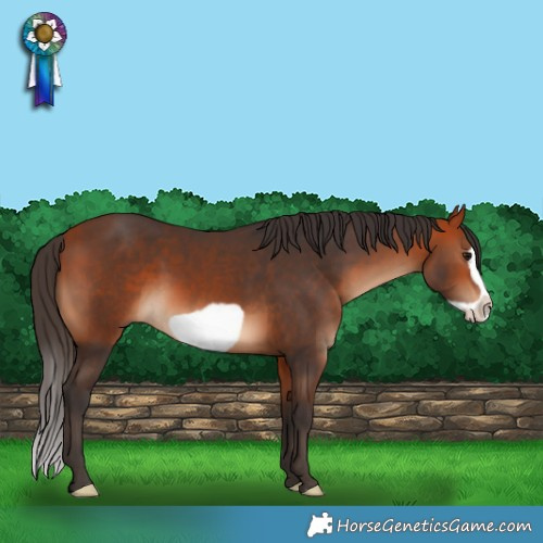 Horse Color:Bay Frame