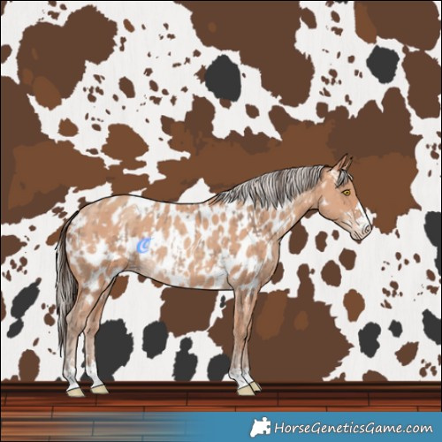 Horse Color:Sable Champagne Near Leopard  and Silver Sable Champagne Near Leopard 