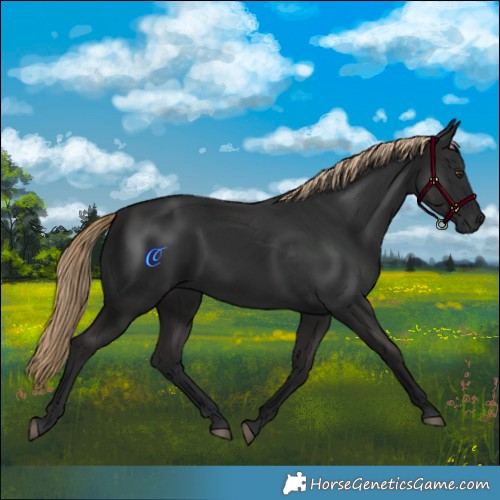 Horse Color:Liver Chestnut Rabicano