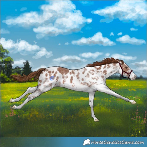 Horse Color:White Spotted Chestnut Skewed LP Spotted 