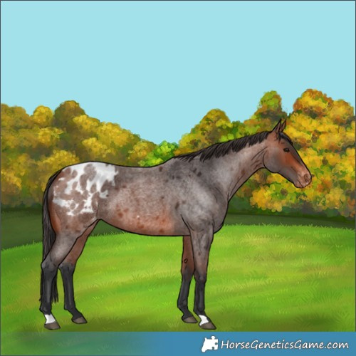 Horse Color:Bay Roan Blanket 