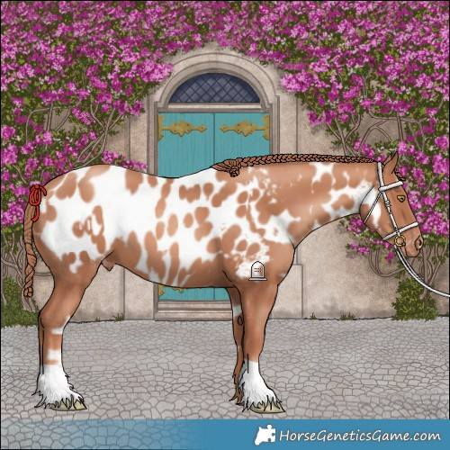 Horse Color:Gold Champagne Near Leopard and Gold Champagne Blanket