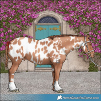 Horse Color:Gold Champagne Near Leopard  and Gold Champagne Blanket 