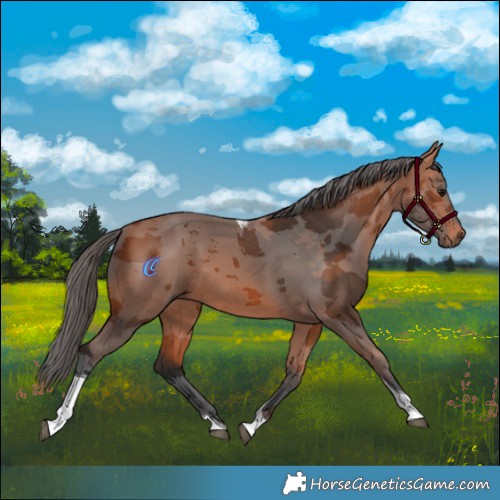 Horse Color:Bay Merle Tobiano 
